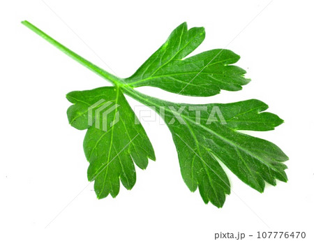 Parsley leaf isolated on white background. Fresh aromatic herbs Parsley leaf isolated on white background. Fresh aromatic herbs 107776470