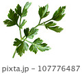 A sprig of fresh green parsley isolated on a white background. Full focus leaves for design. 107776487