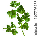 Sprig of parsley in full focus isolated on white background. For design, fresh greens that decorate dishes in the kitchen. 107776488