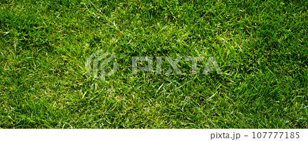 Green grass nature background, natural texture of plant in close-up 107777185