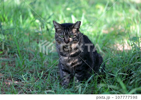 野良猫   イメージ 107777598