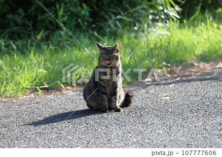 野良猫   イメージ 107777606