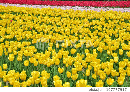 長池憩いの森チューリップ園（新潟県） 107777917