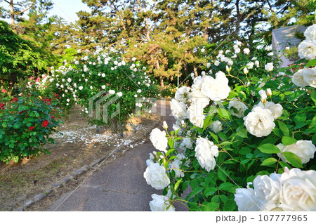 寺尾中央公園のバラ(新潟県) 寺尾中央公園のバラ(新潟県) 107777965
