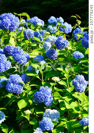 アジサイ（新潟県） 107778245