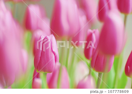 いつか見たチューリップ畑 107778609