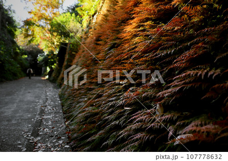 赤く紅葉したシダの茂る鎌倉の風情ある秋の裏路地 赤く紅葉したシダの茂る鎌倉の風情ある秋の裏路地 107778632
