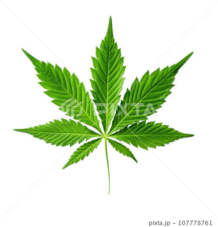 Green cannabis leaf isolated 107778761