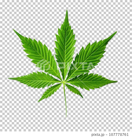 Green cannabis leaf isolated 107778761