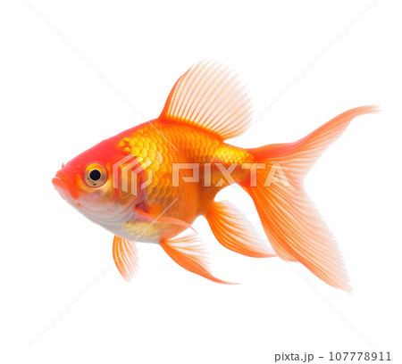 Red goldfish isolated Red goldfish isolated 107778911