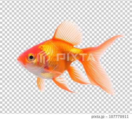 Red goldfish isolated Red goldfish isolated 107778911