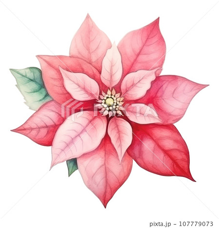 watercolor poinsettia flower isolated watercolor poinsettia flower isolated 107779073