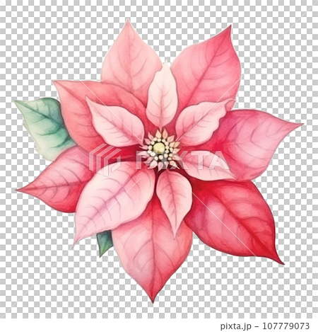 watercolor poinsettia flower isolated watercolor poinsettia flower isolated 107779073