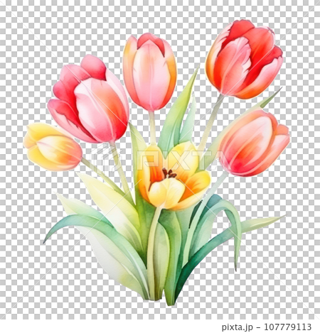 watercolor tulip background isolated watercolor tulip background isolated 107779113