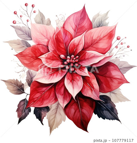 watercolor poinsettia flower isolated 107779117