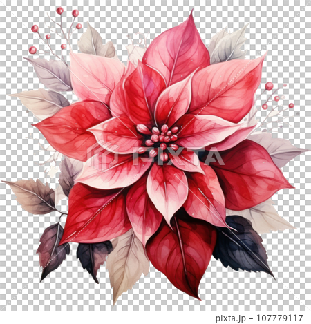 watercolor poinsettia flower isolated 107779117