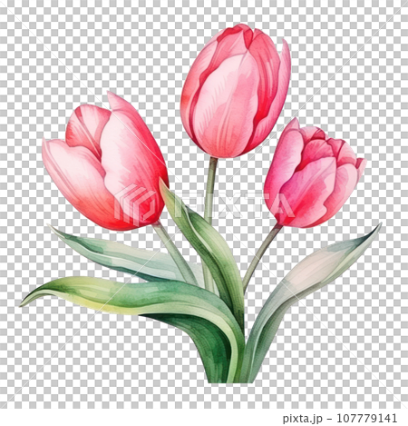 watercolor tulip background isolated watercolor tulip background isolated 107779141