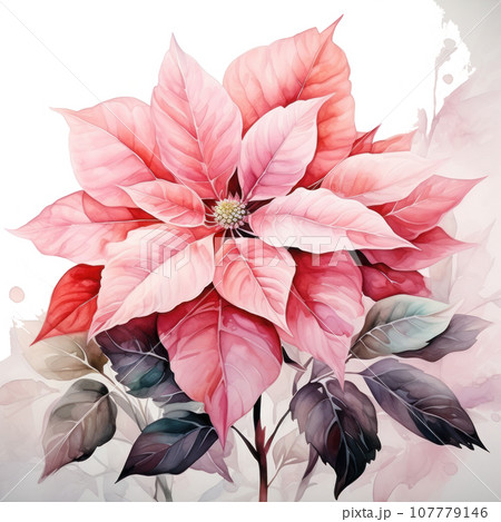 watercolor poinsettia flower isolated 107779146