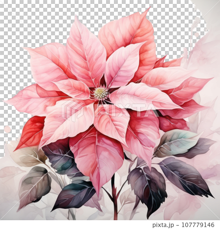 watercolor poinsettia flower isolated 107779146