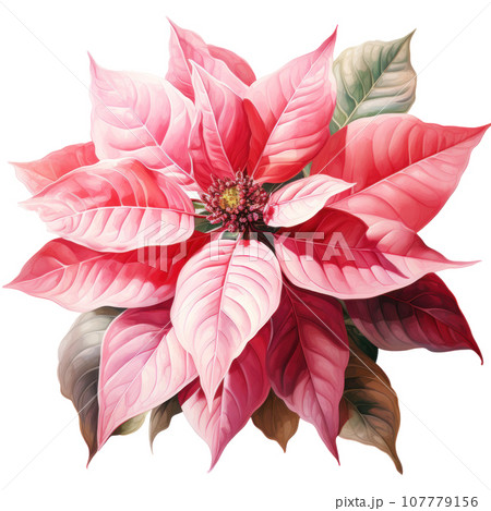watercolor poinsettia flower isolated 107779156