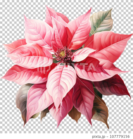 watercolor poinsettia flower isolated 107779156
