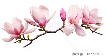 Pink magnolia flower isolated Pink magnolia flower isolated 107779185