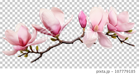 Pink magnolia flower isolated Pink magnolia flower isolated 107779185
