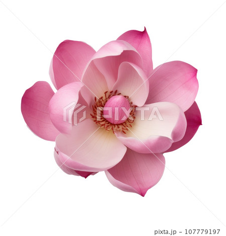 Pink magnolia flower isolated 107779197
