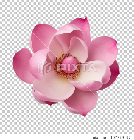 Pink magnolia flower isolated 107779197