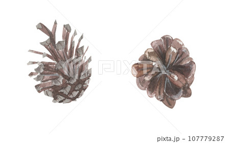 Fir cones hand painted in watercolor. 107779287