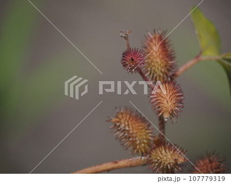 河原に自生しているひっつき虫オナモミの一種 107779319