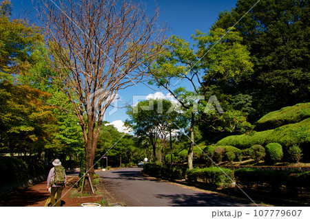 緑深まる季節の美しい公園 緑深まる季節の美しい公園 107779607