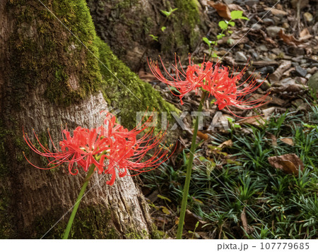 泳宮　くくりのみやに咲く彼岸花 107779685
