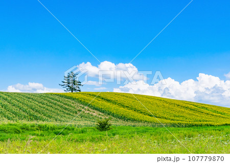 北海道　夏(8月)の美瑛・富良野 107779870