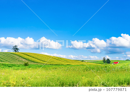 北海道　夏(8月)の美瑛・富良野 107779871