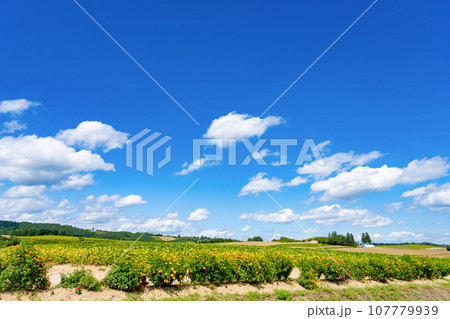 北海道 夏(8月)の美瑛・富良野 北海道 夏(8月)の美瑛・富良野 107779939