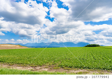 北海道　夏(8月)の美瑛・富良野 107779941