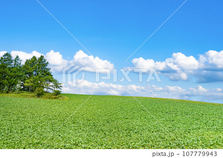 北海道 夏(8月)の美瑛・富良野 北海道 夏(8月)の美瑛・富良野 107779943