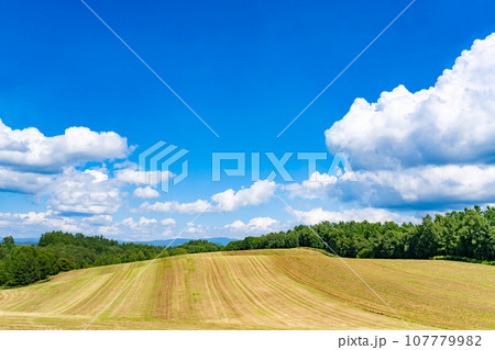 北海道　夏(8月)の美瑛・富良野 107779982