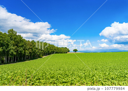北海道　夏(8月)の美瑛・富良野 107779984