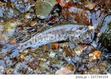 佐渡の渓流と渓流釣り 佐渡の渓流と渓流釣り 107780109