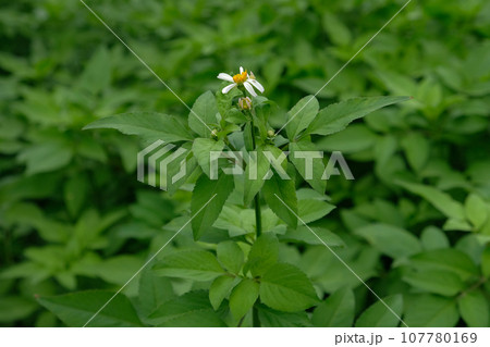 spanish needle flower 107780169