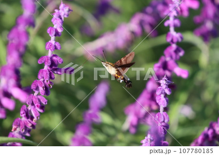 《平塚市・花菜ガーデン》オオスカシバとサルビア 107780185