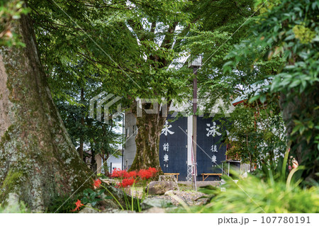 日本書紀に出てくる景行天皇の弟姫（おとひめ）伝説の地　泳宮（くくりのみや）に咲く彼岸花 107780191