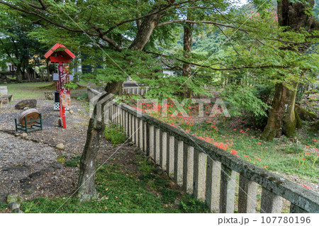 日本書紀に出てくる景行天皇の弟姫（おとひめ）伝説の地　泳宮（くくりのみや）に咲く彼岸花 107780196