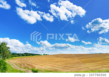 北海道 夏(8月)の美瑛・富良野 北海道 夏(8月)の美瑛・富良野 107780300