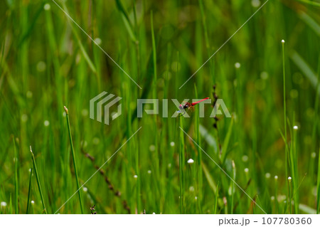 シラタマホシクサ群落とハッチョウトンボ♂ シラタマホシクサ群落とハッチョウトンボ♂ 107780360