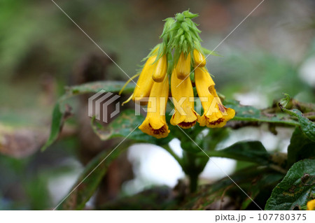 マツムラソウ マツムラソウ 107780375