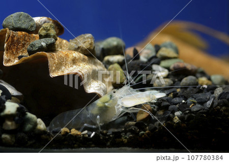 テッポウエビ エビ pistol shrimp テッポウエビ エビ pistol shrimp 107780384
