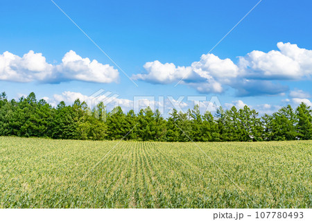 北海道　夏(8月)の美瑛・富良野 107780493